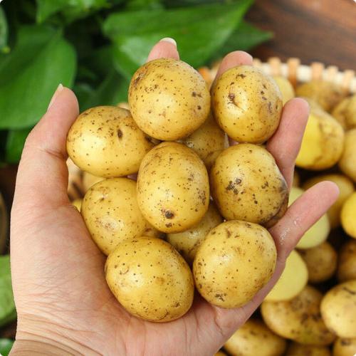 果迎鲜云南小土豆5斤整箱新鲜现挖黄心土豆当季蔬菜迷你马铃薯湖北洋芋