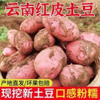 相遇红颜云南红皮土豆高原黄心土豆云南土豆